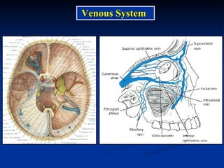 Venous System 