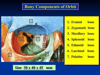 1.  Frontal  bone 2.  Zygomatic  bone 3.  Maxillary  bone 4.  Sphenoid  bone 5.  Ethmoid  bone 6.  Lacrimal  bone 7.  Palatine  bone  1 2 3 4 5 6 7 Bony Components of Orbit Size  30 x 40 x 45  mm  