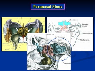 Paranasal Sinus 