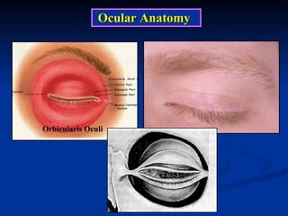 Ocular Anatomy Orbicularis Oculi 