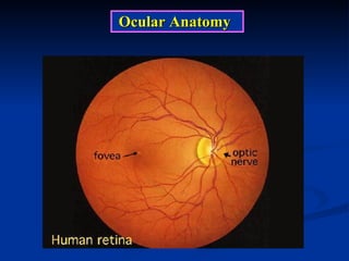 Ocular Anatomy 