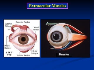 Extraocular Muscles 