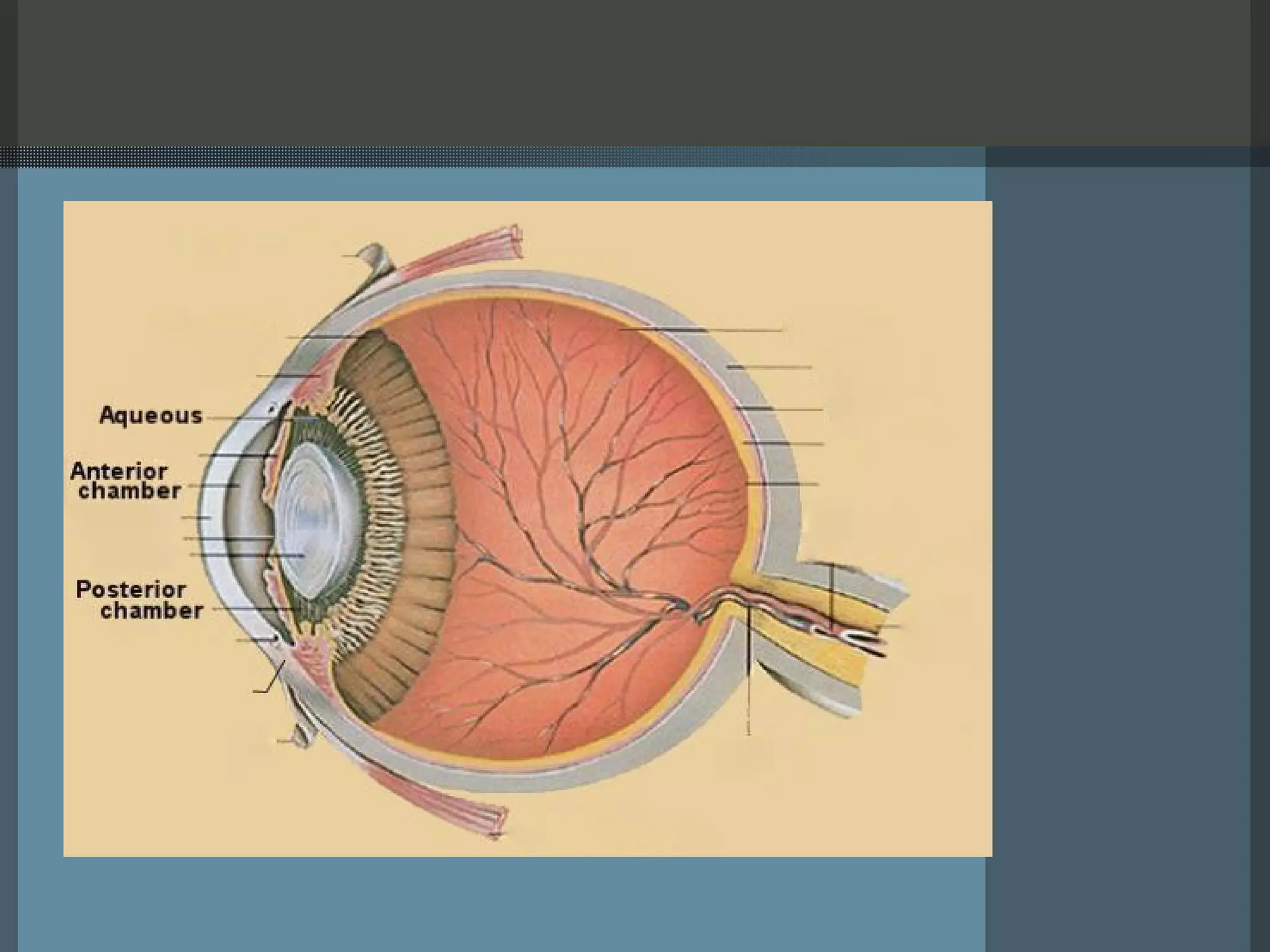 Ocular Anatomy | PPT