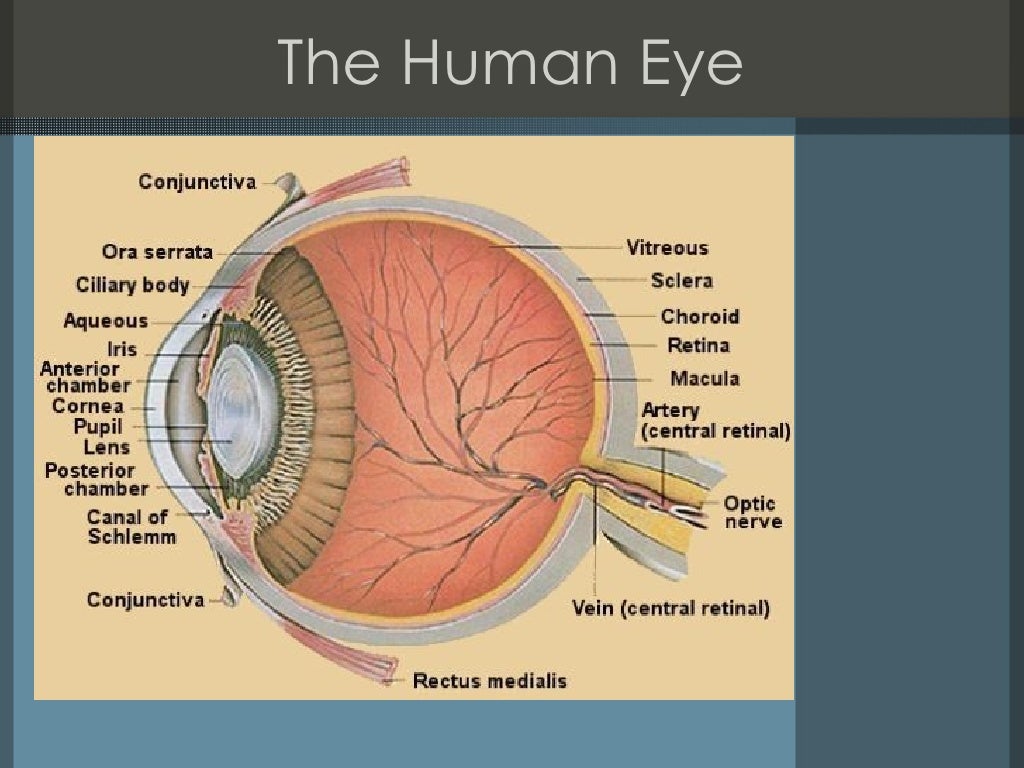 meaning of ocular visit
