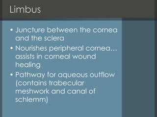 Limbus Juncture between the cornea and the sclera  Nourishes peripheral cornea…assists in corneal wound healing Pathway for aqueous outflow (contains trabecular meshwork and canal of schlemm) 