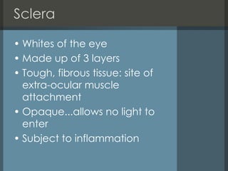 Sclera Whites of the eye Made up of 3 layers Tough, fibrous tissue: site of extra-ocular muscle attachment Opaque...allows no light to enter  Subject to inflammation  