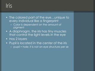 Iris  The colored part of the eye…unique to every individual like a fingerprint Color is dependent on the amount of pigment  A diaphragm, the iris has tiny muscles that control the light levels in the eye  Has 2 layers Pupil is located in the center of the iris  pupil = hole: it is not an eye structure per se  
