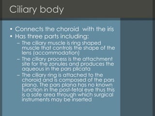 Ciliary body  Connects the choroid  with the iris Has three parts including: The ciliary muscle is ring shaped muscle that controls the shape of the lens (accommodation)  The ciliary process is the attachment site for the zonules and produces the aqueous in the pars plicata  The ciliary ring is attached to the choroid and is composed of the pars plana. The pars plana has no known function in the post-fetal eye thus this is a safe area through which surgical instruments may be inserted 