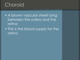 Choroid A brown vascular sheet lying between the sclera and the retina This is the blood supply for the retina 