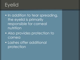 Eyelid  In addition to tear spreading, the eyelid is primarily responsible for corneal nutrition  Also provides protection to cornea Lashes offer additional protection  