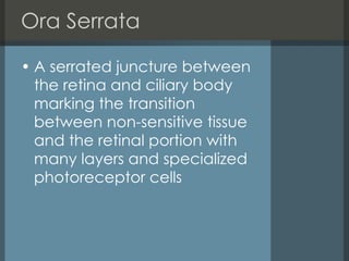 Ora Serrata A serrated juncture between the retina and ciliary body marking the transition between non-sensitive tissue and the retinal portion with many layers and specialized photoreceptor cells 