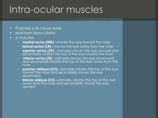 Intra-ocular muscles Purpose is to move eyes  Maintain binocularity 6 muscles medial rectus (MR) —moves the eye toward the nose lateral rectus (LR) —moves the eye away from the nose superior rectus (SR) —primarily moves the eye upward and secondarily rotates the top of the eye toward the nose inferior rectus (IR) —primarily moves the eye downward and secondarily rotates the top of the eye away from the nose  superior oblique (SO) —primarily rotates the top of the eye toward the nose and secondarily moves the eye downward  inferior oblique (IO) —primarily rotates the top of the eye away from the nose and secondarily moves the eye upward 