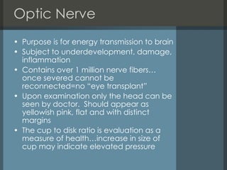Optic Nerve Purpose is for energy transmission to brain Subject to underdevelopment, damage, inflammation  Contains over 1 million nerve fibers…once severed cannot be reconnected=no “eye transplant”  Upon examination only the head can be seen by doctor.  Should appear as yellowish pink, flat and with distinct margins The cup to disk ratio is evaluation as a measure of health…increase in size of cup may indicate elevated pressure 