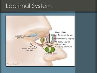 Lacrimal System 