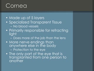 Cornea Made up of 5 layers Specialized Transparent Tissue  No blood vessels Primarily responsible for refracting light  Does more of the job than the lens More nerve endings than anywhere else in the body Protection to the eye  The only part of the eye that is transplanted from one person to another  