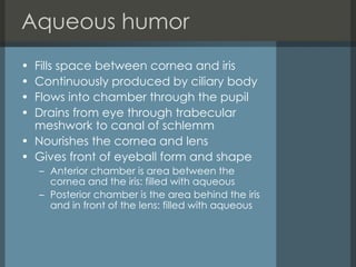 Aqueous humor Fills space between cornea and iris  Continuously produced by ciliary body Flows into chamber through the pupil Drains from eye through trabecular meshwork to canal of schlemm Nourishes the cornea and lens Gives front of eyeball form and shape Anterior chamber is area between the cornea and the iris: filled with aqueous Posterior chamber is the area behind the iris and in front of the lens: filled with aqueous 