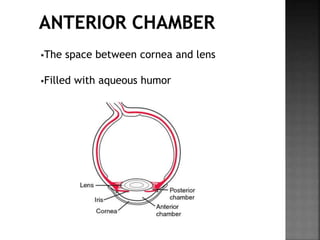 The space between cornea and lens
Filled with aqueous humor