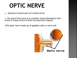  Second of several pairs of cranial nerves
The job of this nerve is to transfer visual information from
retina to visual centre of brain via electrical impulse
The optic nerve made up of ganglion cells or nerve cell