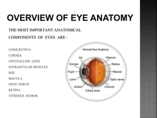 OVERVIEW OF EYE ANATOMY