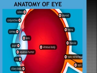 ANATOMY OF EYE