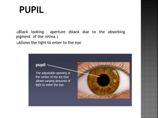 Black looking aperture (black due to the absorbing
pigment of the retina )
Allows the light to enter to the eye