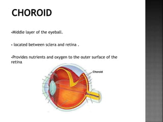 Middle layer of the eyeball.
located between sclera and retina .
Provides nutrients and oxygen to the outer surface of the
retina.