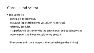Cornea and sclera
• The sclera is :
- principally collagenous,
- avascular (apart from some vessels on its surface)
- relatively acellular.
It is perforated posteriorly by the optic nerve, and by sensory and
motor nerves and blood vessels to the eyeball.
The cornea and sclera merge at the corneal edge (the limbus).
 
