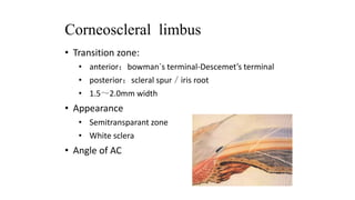 Corneoscleral limbus
• Transition zone:
• anterior：bowman`s terminal-Descemet’s terminal
• posterior：scleral spur／iris root
• 1.5～2.0mm width
• Appearance
• Semitransparant zone
• White sclera
• Angle of AC
 