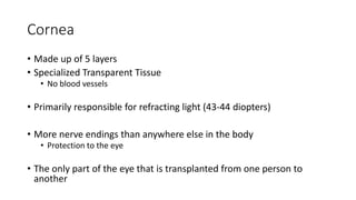 Cornea
• Made up of 5 layers
• Specialized Transparent Tissue
• No blood vessels
• Primarily responsible for refracting light (43-44 diopters)
• More nerve endings than anywhere else in the body
• Protection to the eye
• The only part of the eye that is transplanted from one person to
another
 