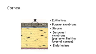 Cornea
• Epithelium
• Bowman membrane
• Stroma
• Descemet
membrane
(posterior limiting
layer of cornea)
• Endothelium
 