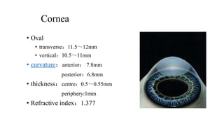 Cornea
• Oval
• transverse：11.5～12mm
• vertical：10.5～11mm
• curvature：anterior： 7.8mm
posterior：6.8mm
• thickness：centre：0.5～0.55mm
periphery:1mm
• Refractive index：1.377
 