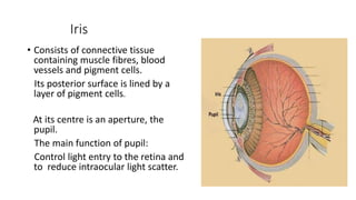 Iris
• Consists of connective tissue
containing muscle fibres, blood
vessels and pigment cells.
Its posterior surface is lined by a
layer of pigment cells.
At its centre is an aperture, the
pupil.
The main function of pupil:
Control light entry to the retina and
to reduce intraocular light scatter.
 