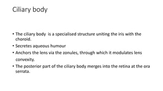 Ciliary body
• The ciliary body is a specialised structure uniting the iris with the
choroid.
• Secretes aqueous humour
• Anchors the lens via the zonules, through which it modulates lens
convexity.
• The posterior part of the ciliary body merges into the retina at the ora
serrata.
 