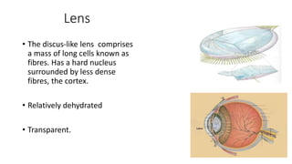 Lens
• The discus-like lens comprises
a mass of long cells known as
fibres. Has a hard nucleus
surrounded by less dense
fibres, the cortex.
• Relatively dehydrated
• Transparent.
 