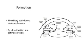 Formation
• The ciliary body forms
aqueous humour
• By ultrafiltration and
active secretion.
 