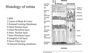 Histology of retina
1 RPE
2 Layers of Rods & Cones
3 External Limiting Membrane
4 Outer Nuclear layer
5 Outer Plexiform layer
6 Inner Nuclear layer
7 Inner Plexiform Layer
8 Ganglion Cell layer
9 Nerve Fibre layer
10 Internal limiting membrane
 