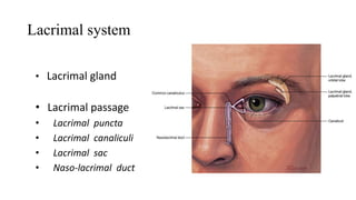 Lacrimal system
• Lacrimal gland
• Lacrimal passage
• Lacrimal puncta
• Lacrimal canaliculi
• Lacrimal sac
• Naso-lacrimal duct
 