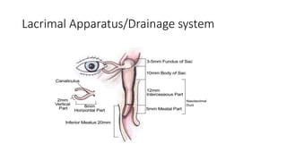 Lacrimal Apparatus/Drainage system
 