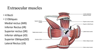 Extraocular muscles
• 4 Recti
• 2 Obliques
Medial rectus (MR)
Inferior Rectus (IR)
Superior rectus (SR)
Inferior oblique (IO)
Superior Oblique(SO)
Lateral Rectus (LR)
 