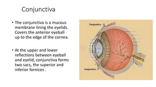 Conjunctiva
• The conjunctiva is a mucous
membrane lining the eyelids.
Covers the anterior eyeball
up to the edge of the cornea.
• At the upper and lower
reflections between eyeball
and eyelid, conjunctiva forms
two sacs, the superior and
inferior fornices .
 