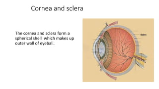 Cornea and sclera
The cornea and sclera form a
spherical shell which makes up
outer wall of eyeball.
 