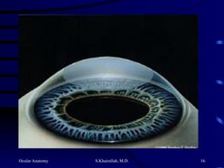 Ocular Anatomy S.Khairallah, M.D. 16
 