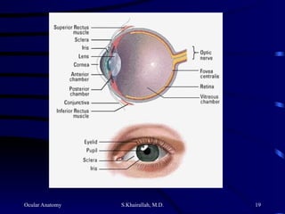Ocular Anatomy S.Khairallah, M.D. 19
 