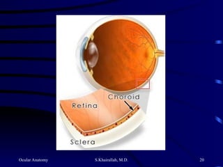Ocular Anatomy S.Khairallah, M.D. 20
 