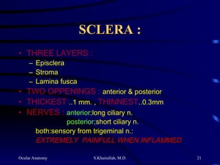 Ocular Anatomy S.Khairallah, M.D. 21
SCLERA :
SCLERA :
• THREE LAYERS :
– Episclera
– Stroma
– Lamina fusca
• TWO OPPENINGS : anterior & posterior
• THICKEST ..1 mm. , THINNEST..0.3mm
• NERVES : anterior;long ciliary n.
posterior;short ciliary n.
both:sensory from trigeminal n.:
EXTREMELY PAINFULL WHEN INFLAMMED
EXTREMELY PAINFULL WHEN INFLAMMED
 