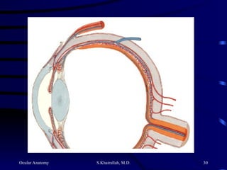 Ocular Anatomy S.Khairallah, M.D. 30
 