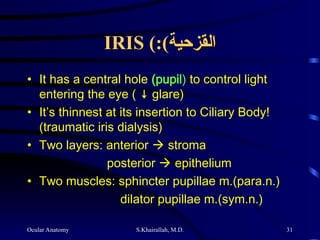 Ocular Anatomy S.Khairallah, M.D. 31
IRIS (
IRIS (:(
:(‫القزحية‬
‫القزحية‬
• It has a central hole (pupil) to control light
entering the eye ( ↓ glare)
• It’s thinnest at its insertion to Ciliary Body!
(traumatic iris dialysis)
• Two layers: anterior  stroma
posterior  epithelium
• Two muscles: sphincter pupillae m.(para.n.)
dilator pupillae m.(sym.n.)
 