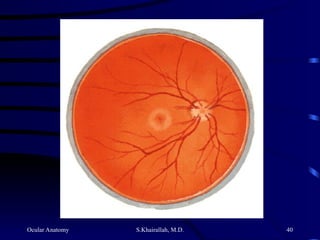 Ocular Anatomy S.Khairallah, M.D. 40
 