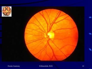 Ocular Anatomy S.Khairallah, M.D. 41
 