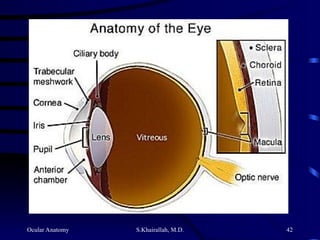 Ocular Anatomy S.Khairallah, M.D. 42
 